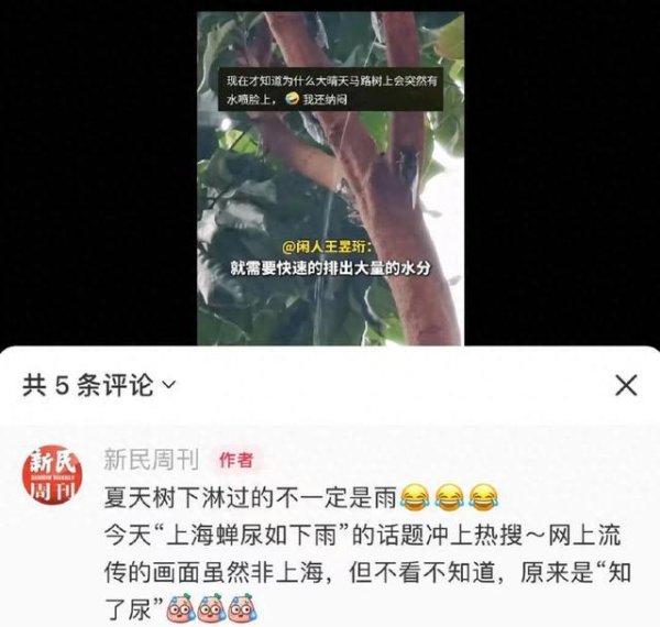 正规配资平台 冲上热搜！上海市民崩溃：今年的蝉为啥这么多？吵得睡不着！专家：多品种遇上“大年”
